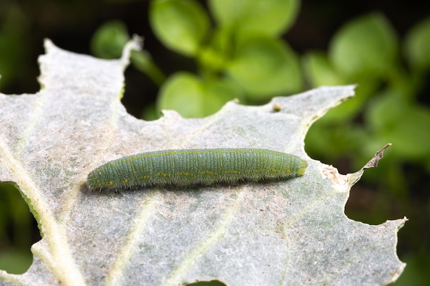 Gąsienica zielonej kapusty Pieris rapae na liściu kapusty