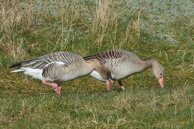 Zdjęcie gąska różowa (anser brachyrhynchus)