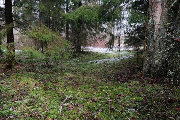 Gąszcz leśny z gałęziami mchów i świerków