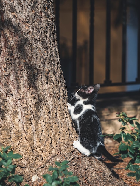 Zdjęcie gato callejero en las calles de ronda, malaga