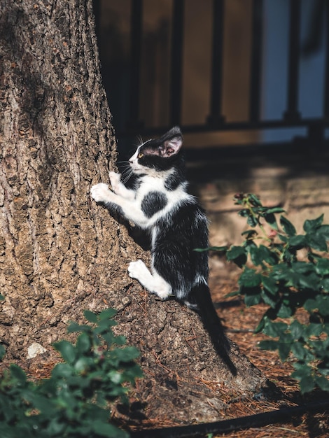 Gato callejero en las calles de Ronda, Malaga