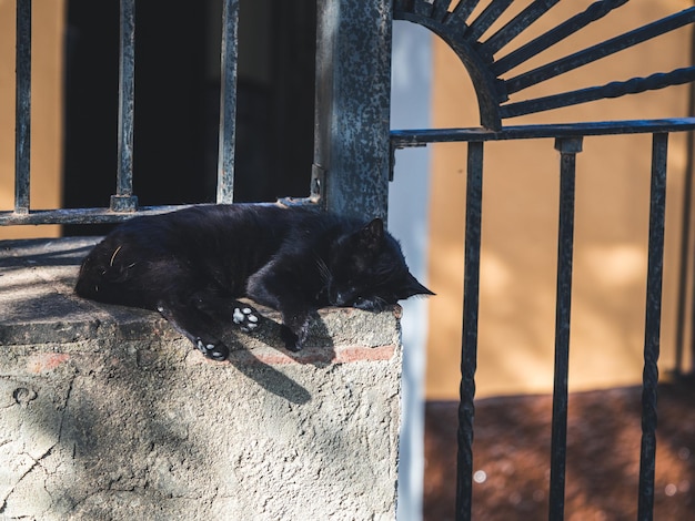 Gato Callejero En Las Calles De Ronda, Malaga