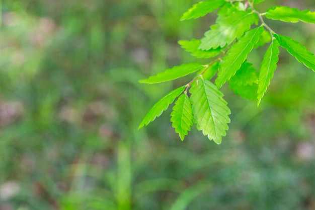 Gatunek Drzewa Zelkova Zelkova Serrata Keyaki Japońska Zelkova Kinme Keyaki Młode Zielonożółte Liście Wiosną