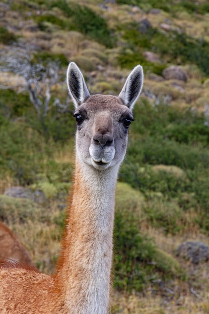 Gatunki lamy guanako w Chiean Patagonii w parku narodowym Torres del Paine