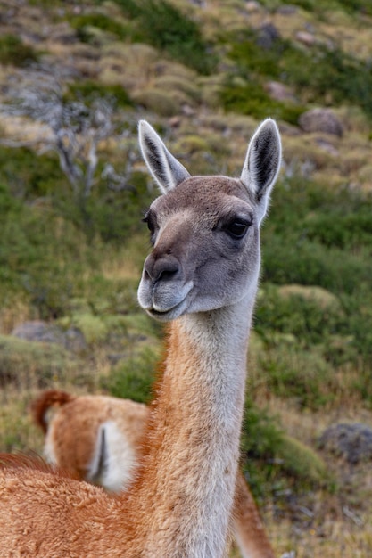 Gatunki Lamy Guanako W Chiean Patagonii W Parku Narodowym Torres Del Paine