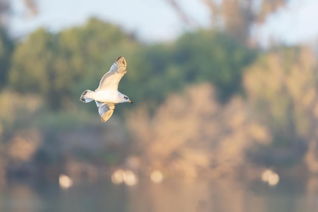 Zdjęcie gaviota en vuelo en desembocadura de rio luz calida