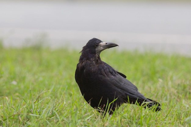 Gawron – Corvus frugilegus – Czarna wrona, zdjęcie teleobiektywem