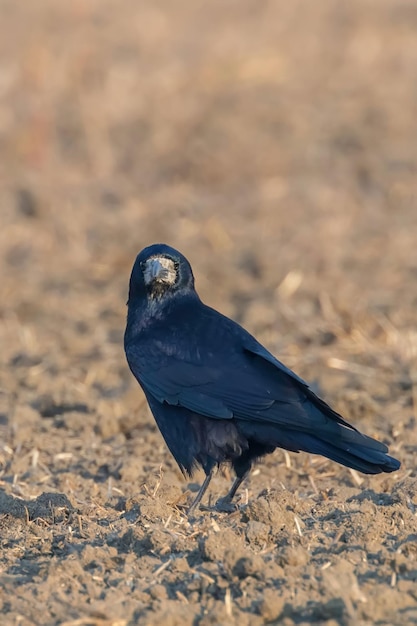 Gawron na polu (Corvus frugilegus) Gawron Ptak