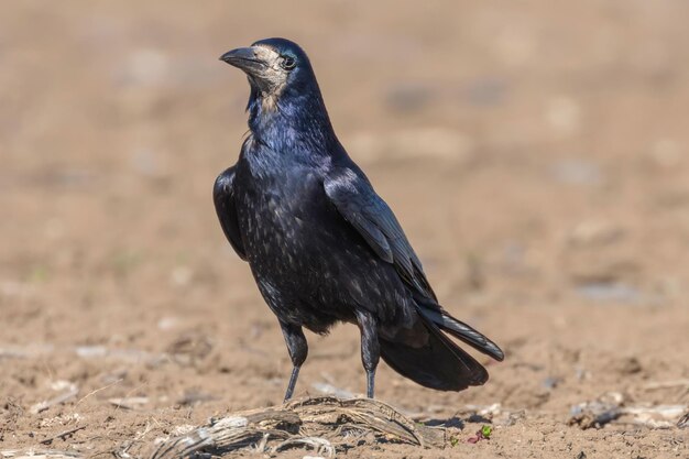 Gawron na polu Corvus frugilegus