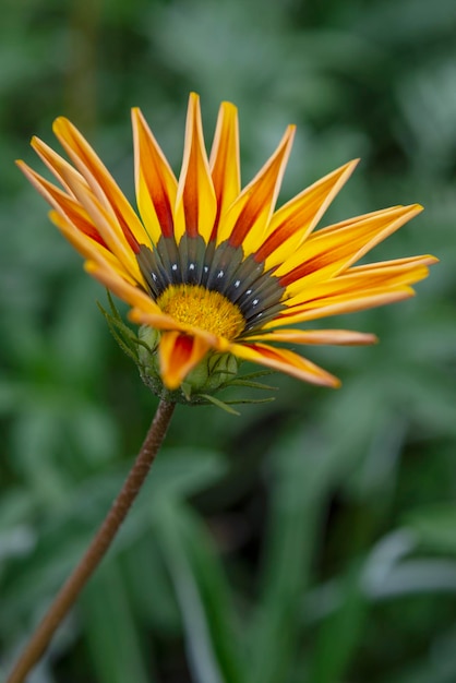 Gazania na zewnątrz z różnymi odcieniami żółtej, czerwonej pomarańczy i zieleni z dużą ilością zielonego bokeh w tle