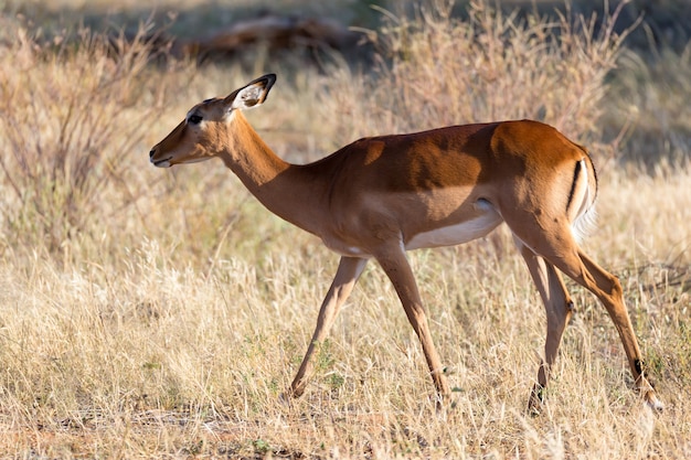 Gazela Impala Na Sawannie Kenii