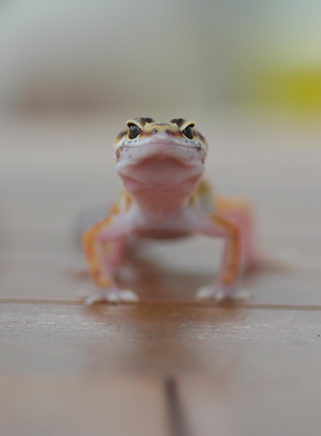 Gecko Jest Już Głodny.