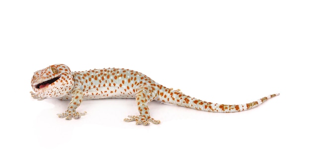 Gecko odizolowane na białym tle