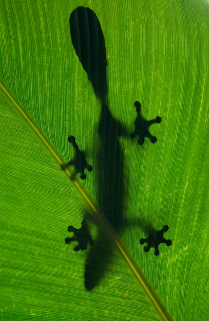 Gekon Ogoniasty Siedzi Na Dużym Zielonym Liściu. Madagaskar.