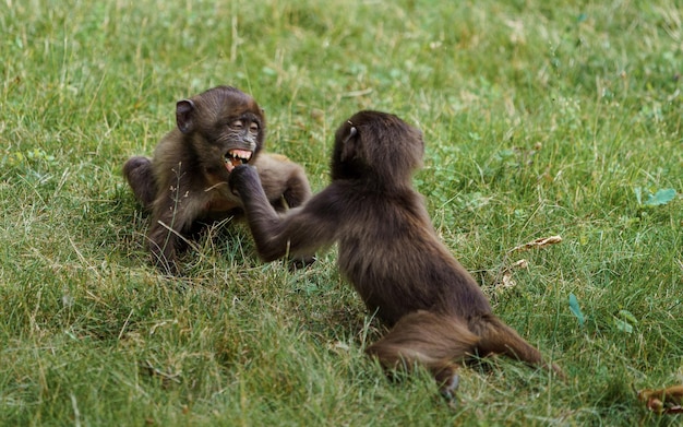 Gelada