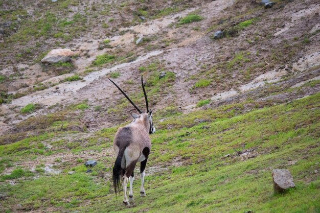 Gemsbok afrykański oryks antylopa wielokrotny wypas