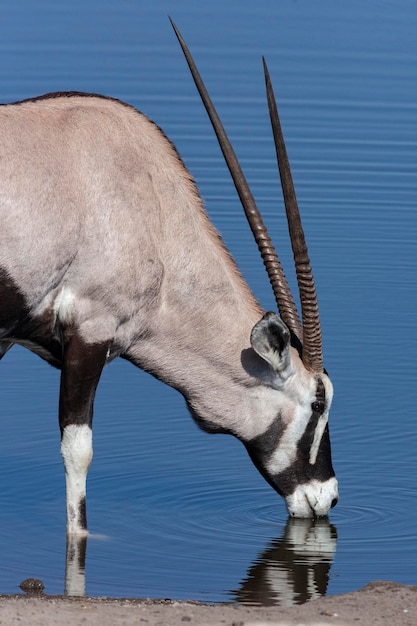 Gemsbok Antylopa Namibia Afryka