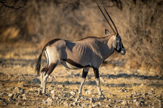 Zdjęcie gemsbok chodzi po skałach w pobliżu gęstych krzewów