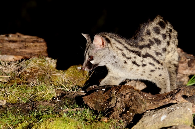 Genet, Genetta genetta