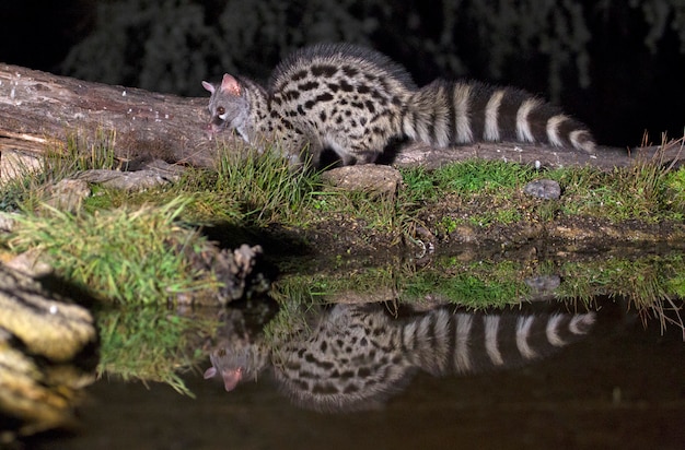 Genet, Genetta genetta