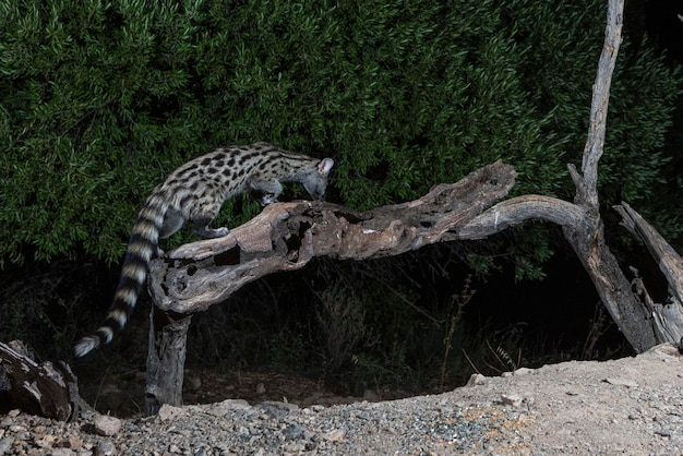 Genetta pospolita (Genetta genetta) Malaga, Hiszpania