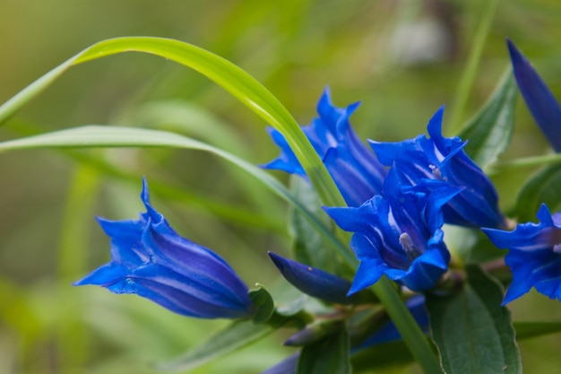 gentiana asclepiadea