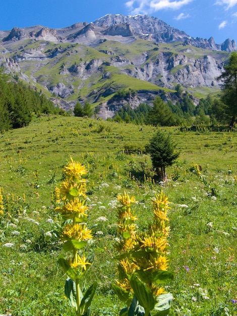 Gentiana lutealeukerbadvalaissuisse