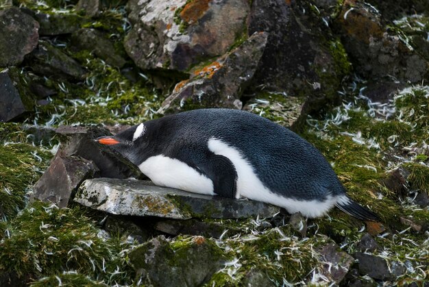 Gentoo Penguin Antarktyda