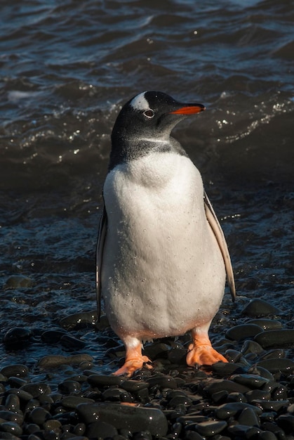 Gentoo Penguin Antarktyda