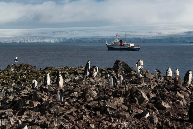 Gentoo Penguin Hannah Point Antartica