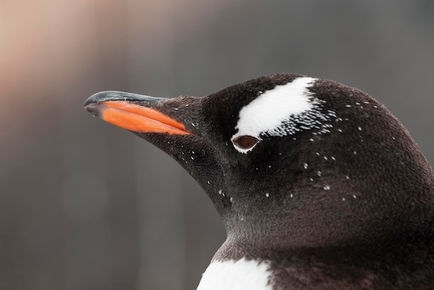 Gentoo Penguin Pygoscelis papua Antartica