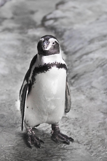 Gentoo Penguin Pygoscelis papua na Antarktydzie