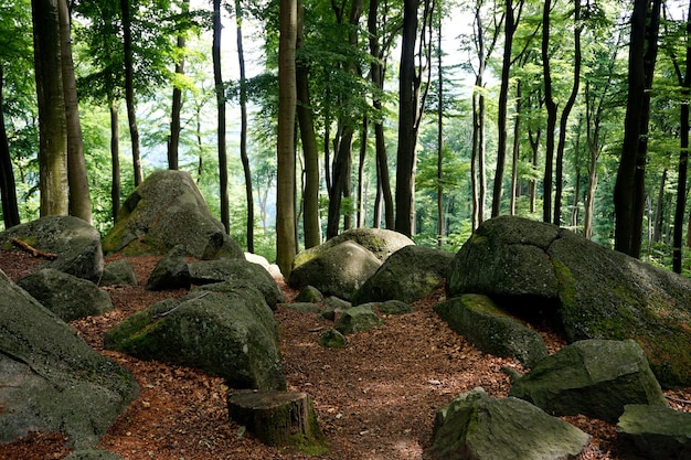 Zdjęcie geo park felsenmeer (morze kamieni), niemcy.