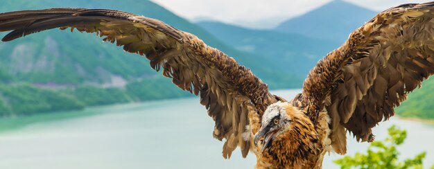 Georgia Eagle Na Góry.