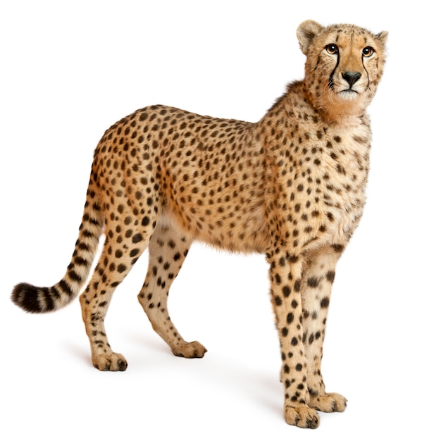 Gepard, Acinonyx jubatus, 18 miesięcy, stojący