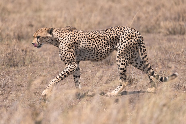 Gepard Acinonyx jubatus