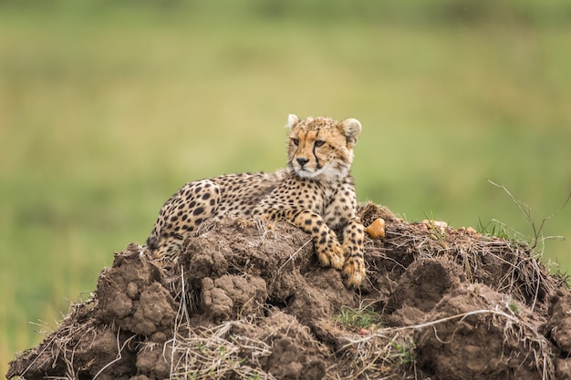 Gepard I Młode