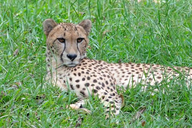 Gepard leży na trawie