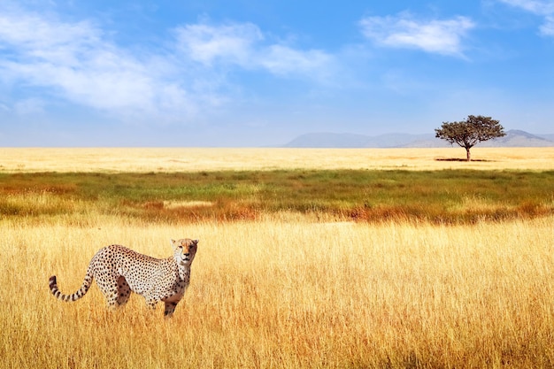 Gepard na afrykańskiej sawannie Afryka Tanzania Park Narodowy Serengeti Dzikie życie Afryki