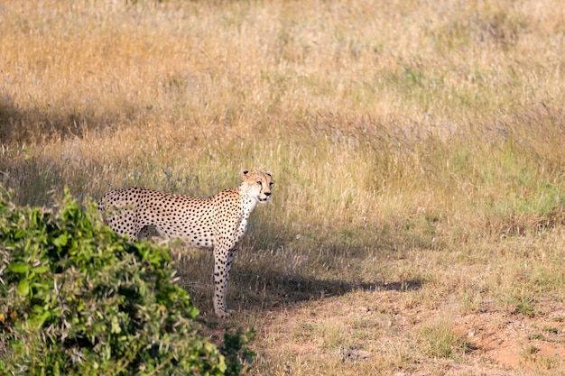 Gepard na łące sawanny w Kenii