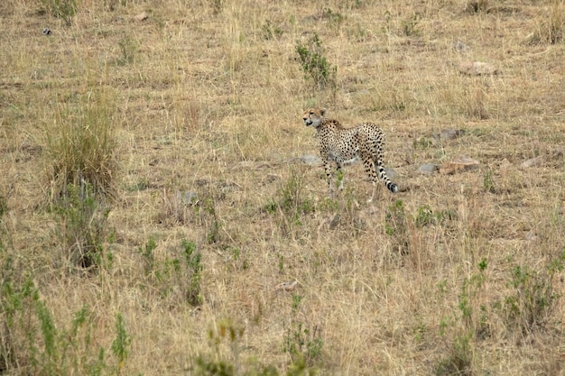 Gepard na obszarze sawanny krzakowej o pierwszym świetle w Masai Mara