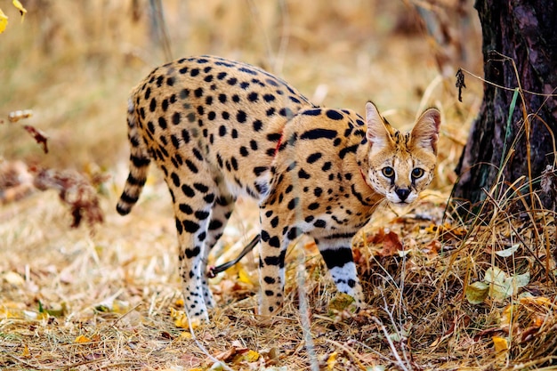 Gepard na polu