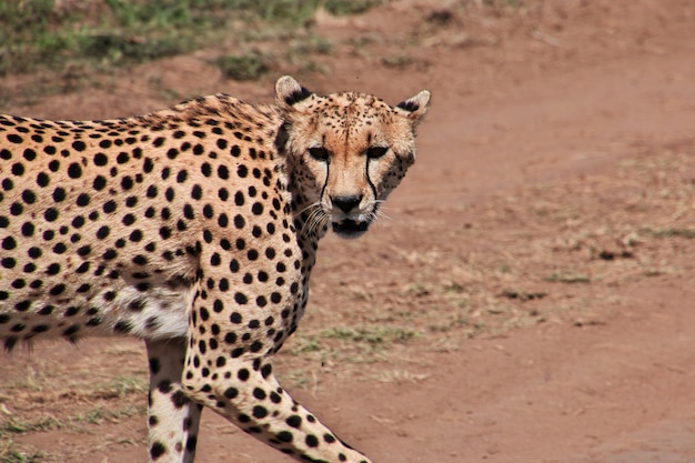 Gepard na safari w Kenii i Tanzanii w Afryce