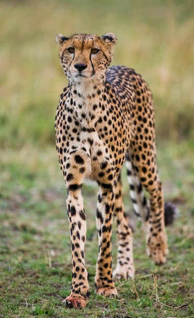 Gepard na sawannie.