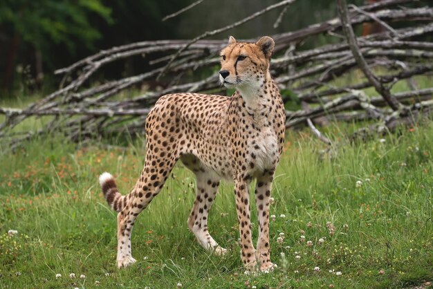 Gepard na trawiastym polu