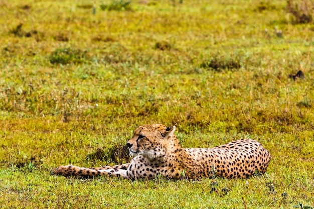 Gepard odpoczywa. Sawanna Serengeti, Tanzania