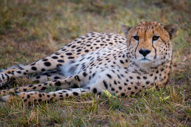 Gepard Odpoczywający Na Polu