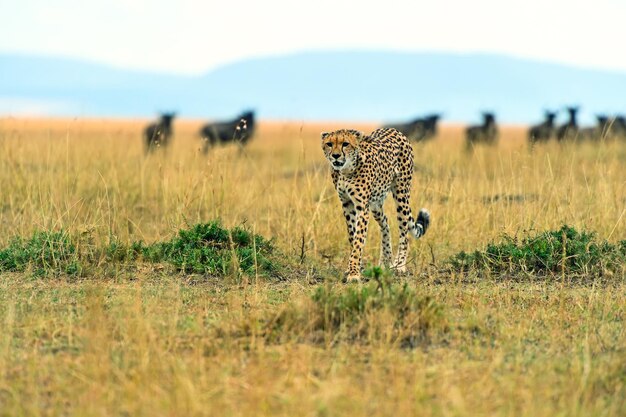 Zdjęcie gepard w afrykańskiej sawannie parku masai mara