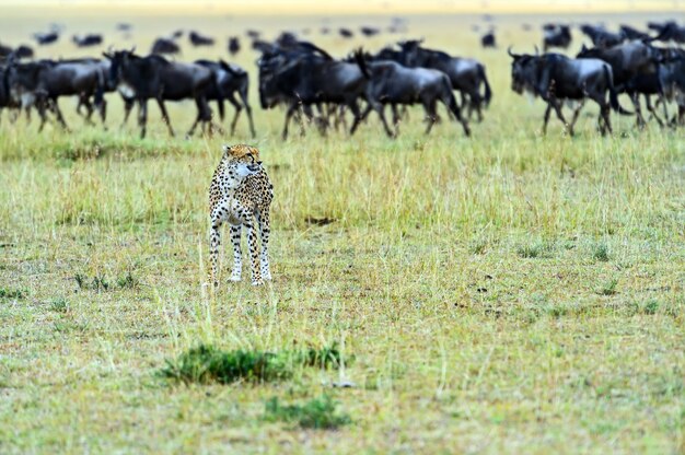 Gepard W Afrykańskim Parku Sawanny Masai Mara