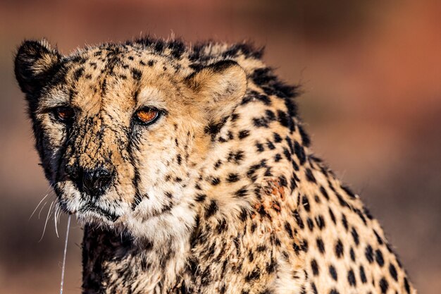 Zdjęcie gepard w namibii